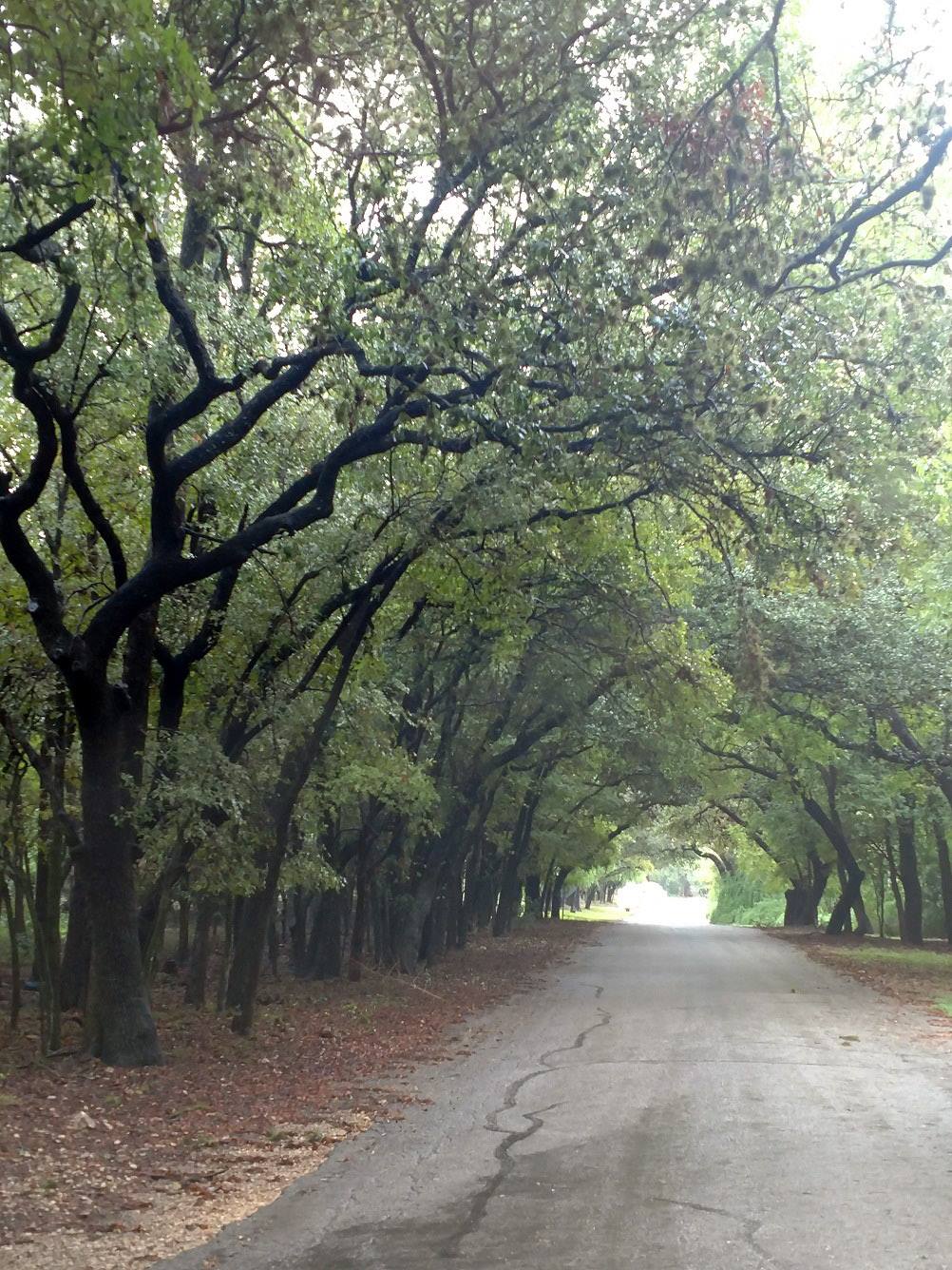 Fox Hall Lane Trees