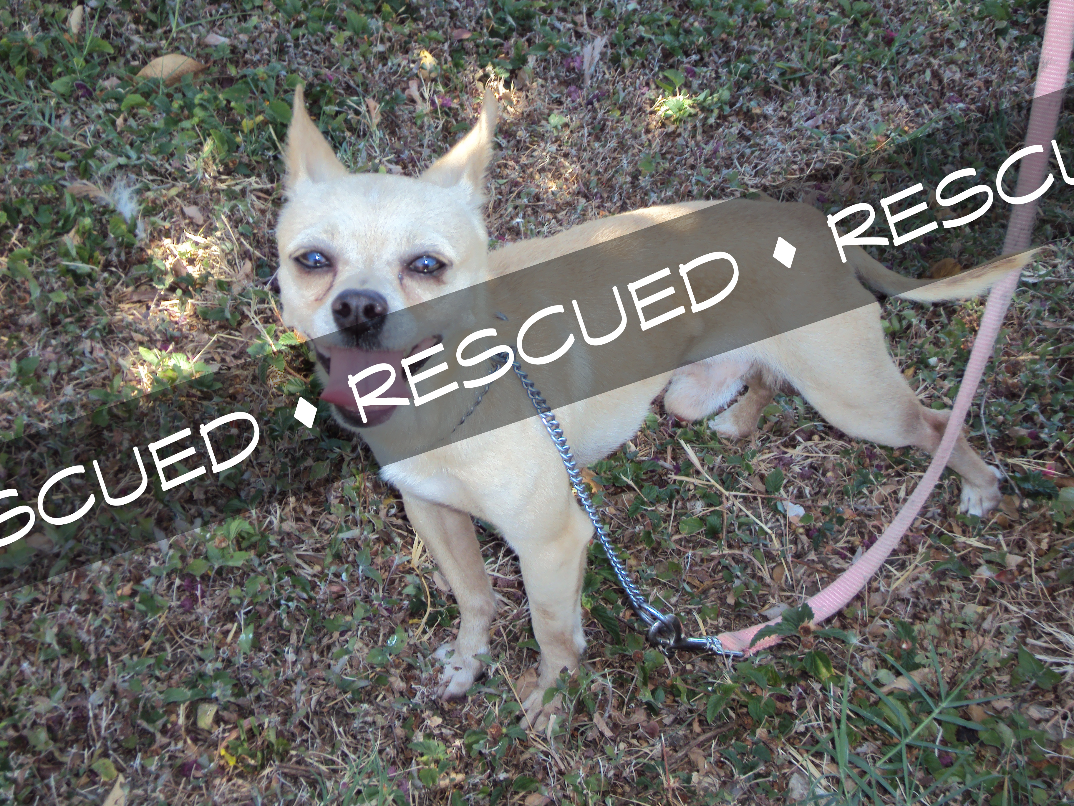 Chihuahua rescued