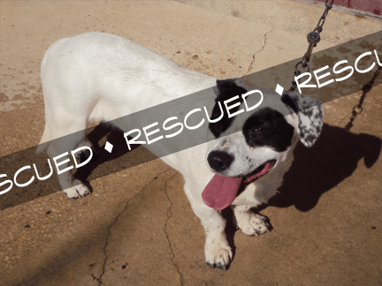 Bull Terrier Mix rescued banner 12.07.15