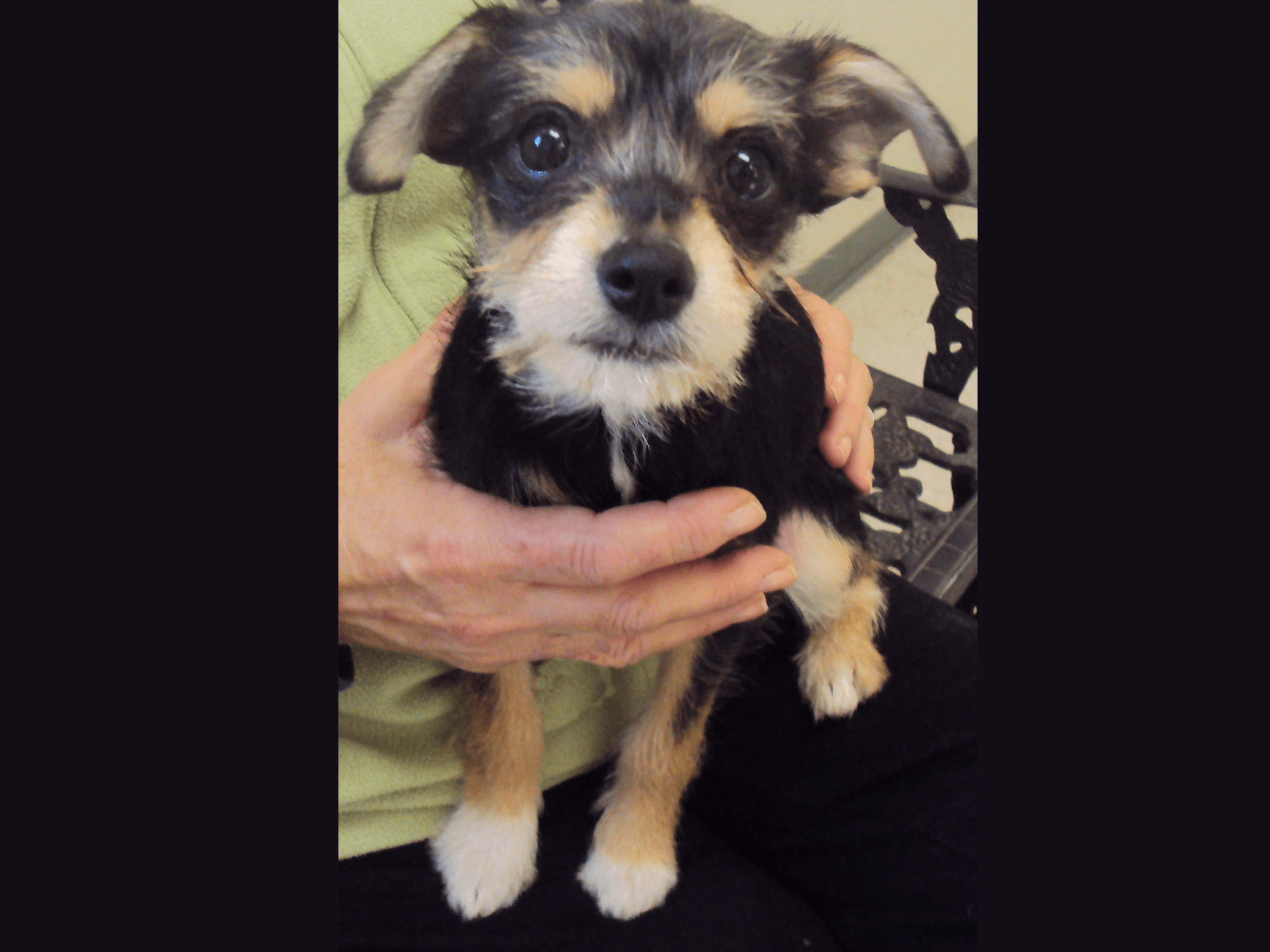 Schnauzer Puppy_12.9.15